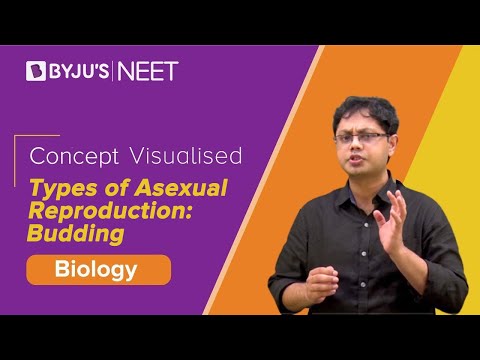 essay on types of asexual reproduction