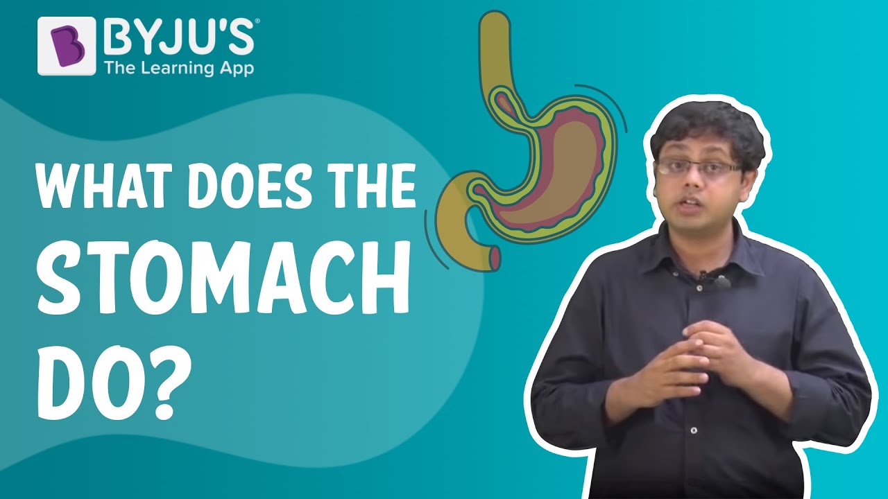 What Does Stomach Do Biology Q A
