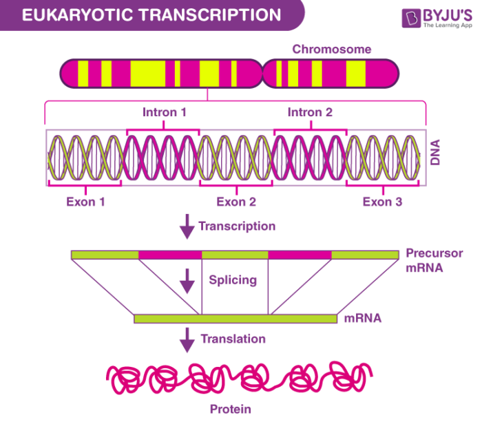 What Is Rna Splicing In Biology At Elmer Holt Blog What Is Rna Splicing In Biology At Elmer Holt Blog