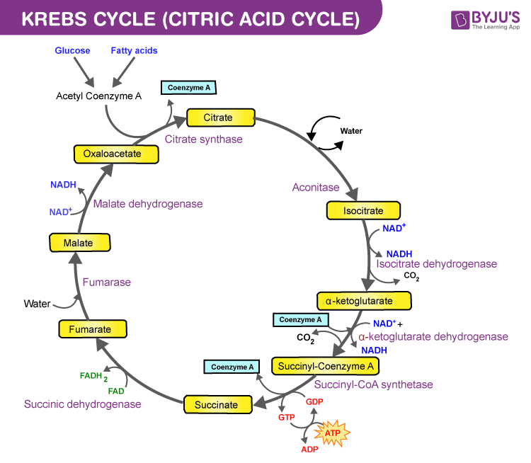 Tca Cycle Charts Printable