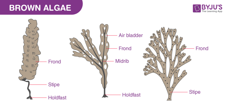 Brown Algae Under Microscope