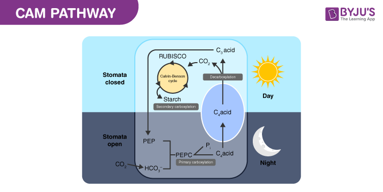 Cam Photosynthesis