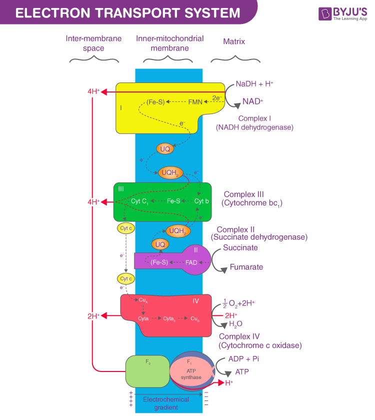 Electron Transport Chain - Mechanism in Mitochondria