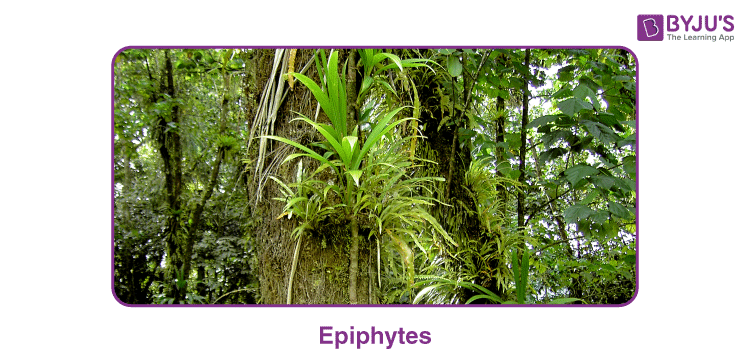 Epiphytes: Meaning, Characteristics, Adaptations, Examples