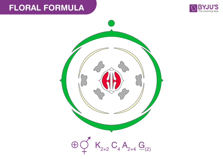 Floral Formula