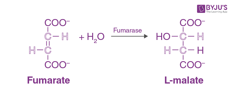 Fumarase