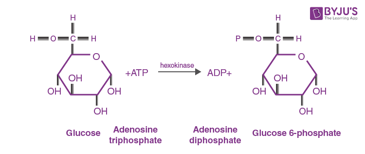 Hexokinase