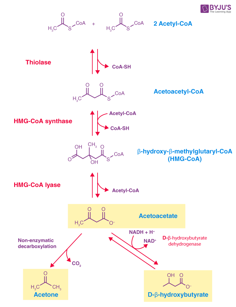 ketone bodies synthesis pathway