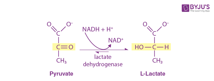 Lactate Dehydrogenase