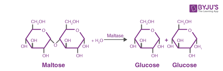 Maltase