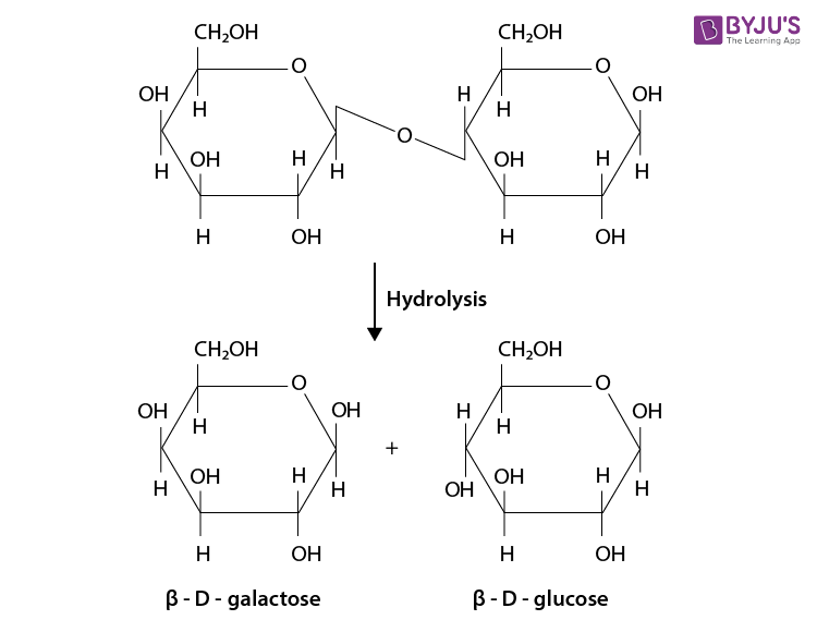 NCERT Solutions for Class 12 Chemistry Chapter 14 Biomolecules Q 7(b)