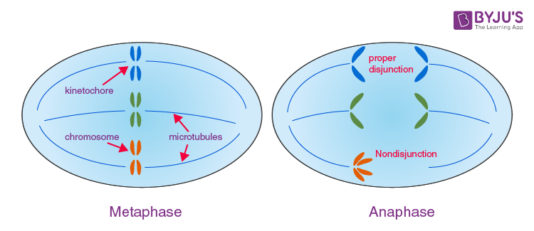 Nondisjunction