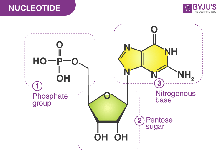 structure of dna nucleotide bases