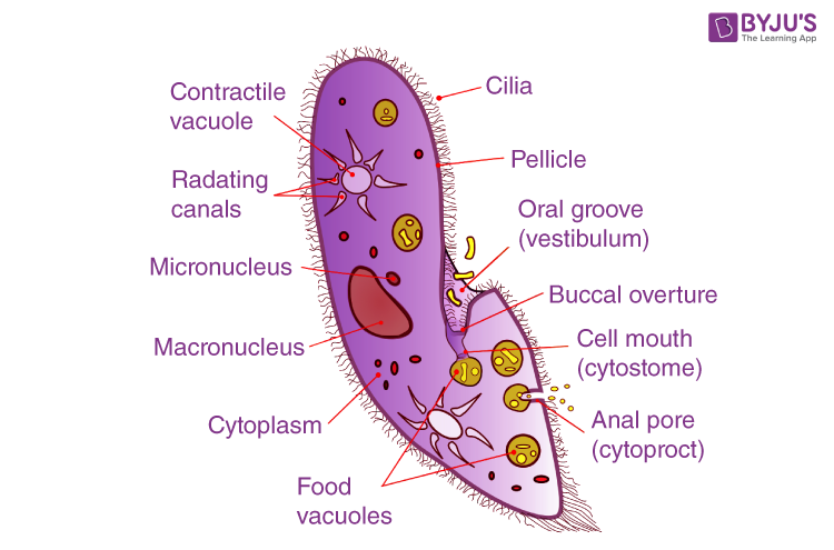 ciliophora paramecium