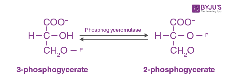 Phosphoglyceromutase