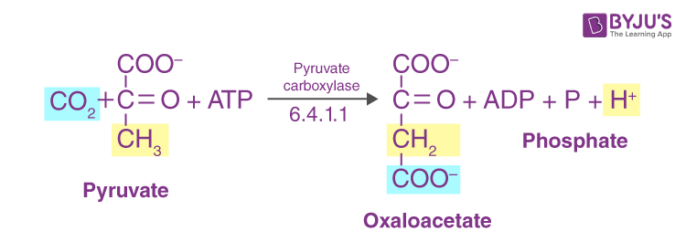 Pyruvate Carboxylase