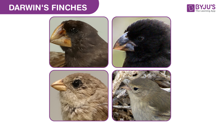 Darwin’s Finches