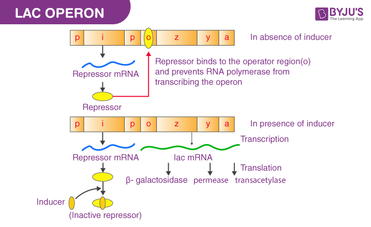 Lac Operon Concept Diagram Notes Gene Regulation