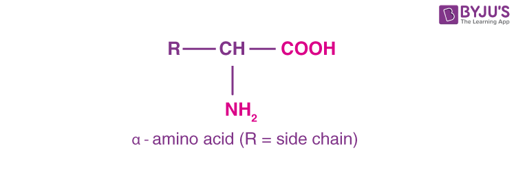 Alpha Amino Acid