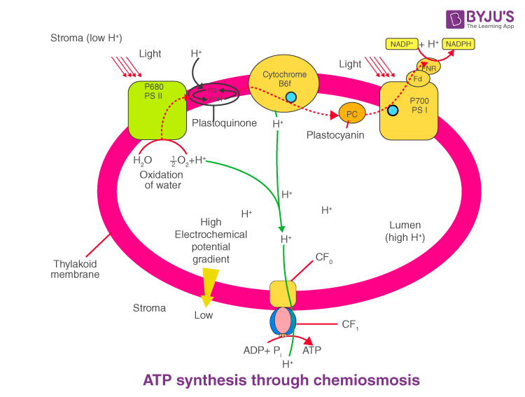 ATP Synthesis NEET Biology Notes
