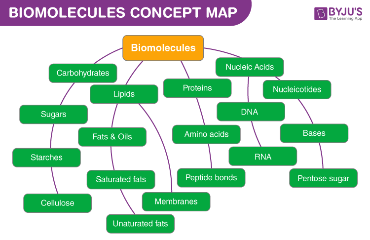 Biomolecules Concept Map Understand Concept With Ease 