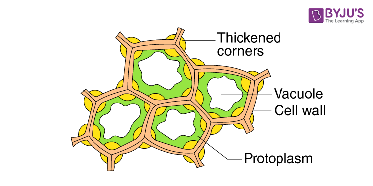 collenchyma cells in plants