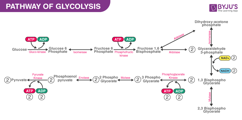 ATP Synthesis NEET Biology Notes