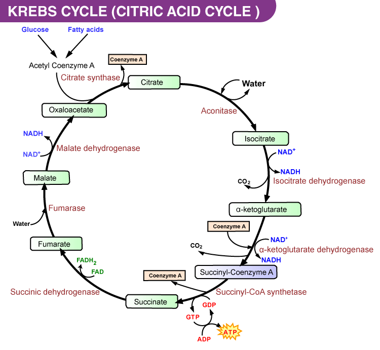 ATP Synthesis NEET Biology Notes
