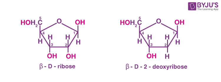 Nucleic Acid