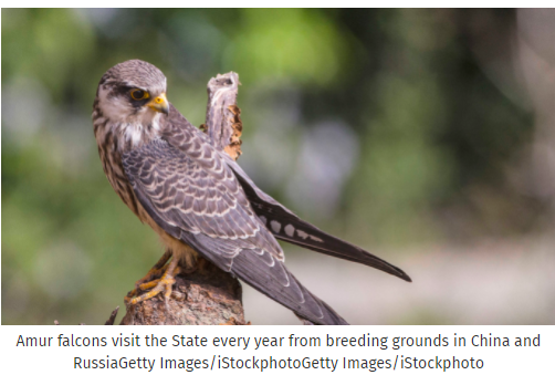 Amur falcons