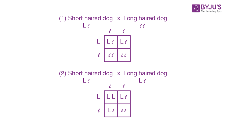KVPY SA 2021 Biology Question 19