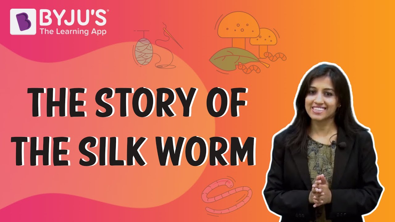 life cycle of silkworm essay