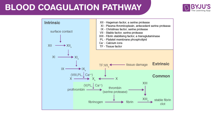 Simple Coagulation Cascade Simple Coagulation Cascade