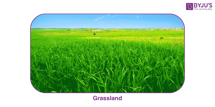 Grassland ecosystem