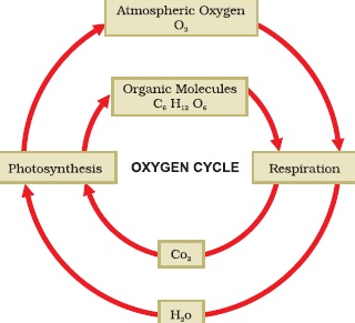 Oxygen best sale ultimate cycle