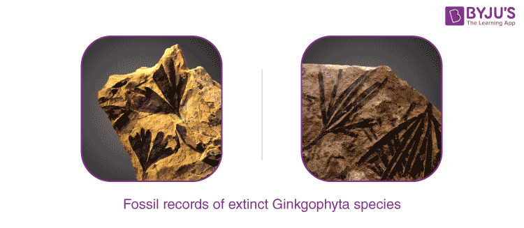 Fossil records of extinct Ginkgophyta species