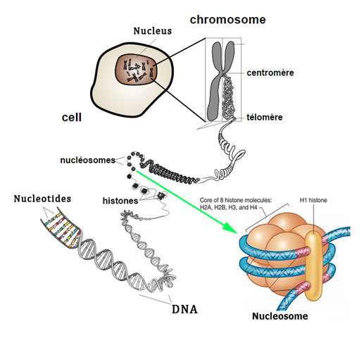 Histone Octamer - Definition, Structure, Diagrams, Function, Nucleosome ...