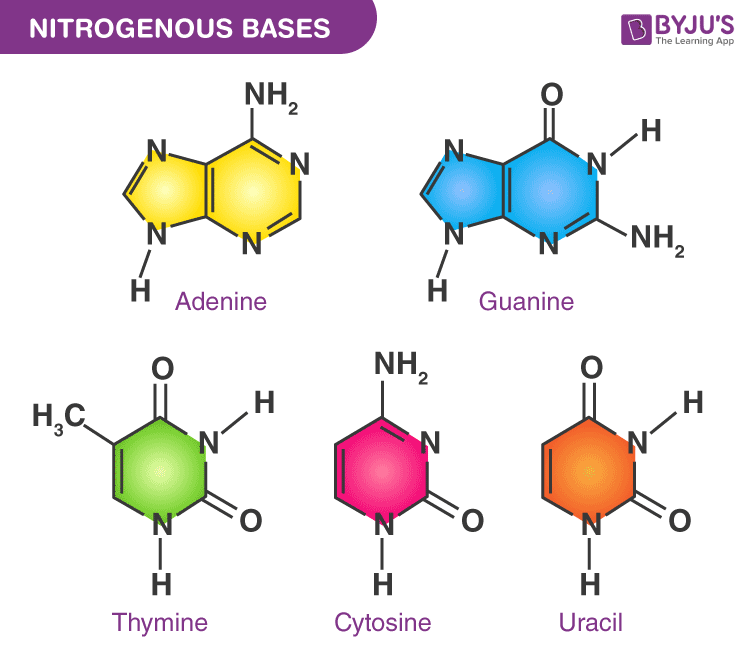 cytosine and guanine