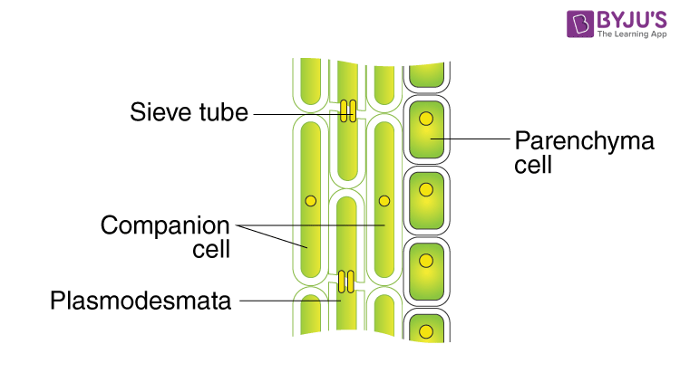 Plasmodesmata