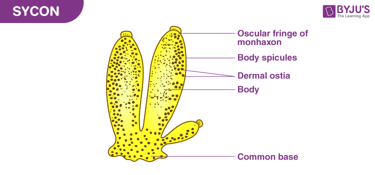 difference-between-sponge-and-hydra