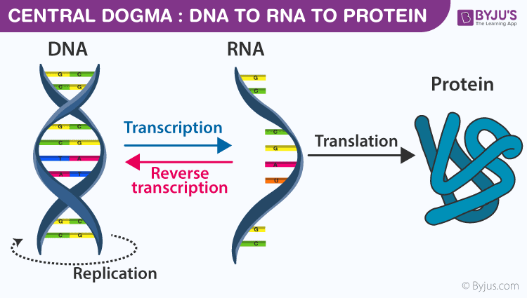 Difference between Coding and Noncoding DNA