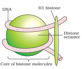 histone protein structure