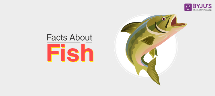 Exploring Types Of Fish With This English Vocabulary