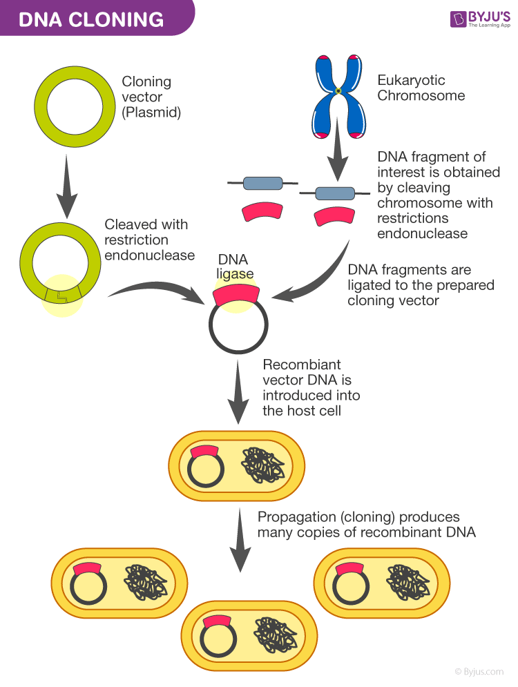 Recombinant Proteins Definition at Charles Franklin blog