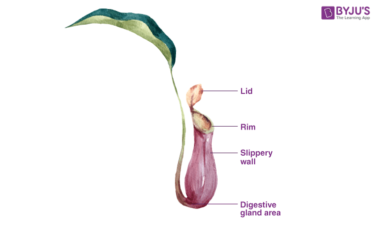 difference-between-insectivorous-and-symbiotic-plants