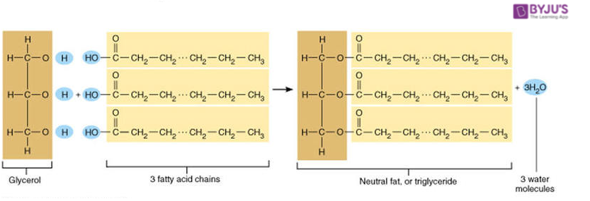 Triglycerides Diagram Triglycerides Diagram