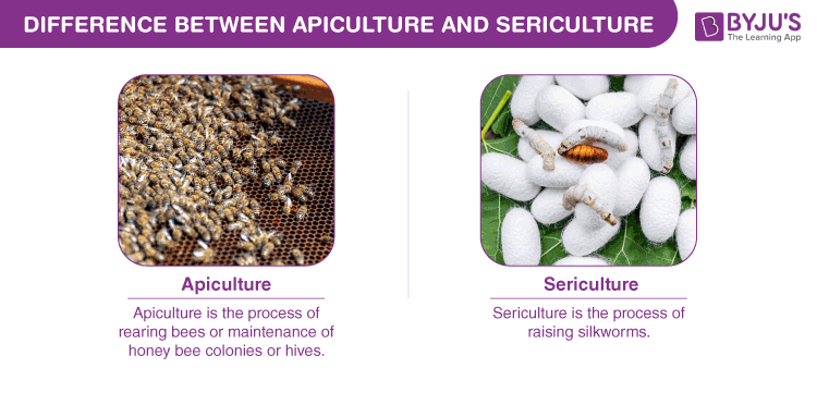 Difference between Apiculture and Sericulture