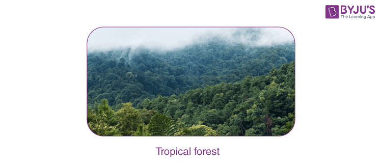 Why are tropical rainforests important?