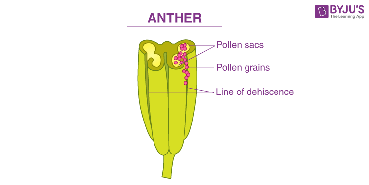 bilobed-anther-structure-of-an-anther