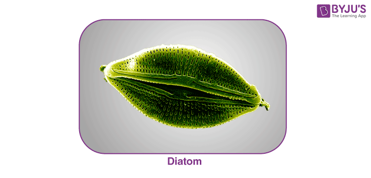 Diatom